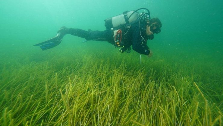 İki yeni deniz çayırı alanı keşfedildi