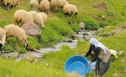 100 bin lira maaşla çalıştıracak çoban bulamıyorlar