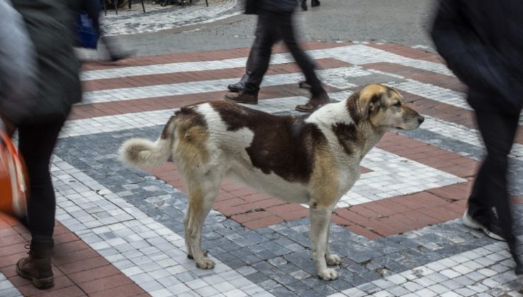 Sokak hayvanları krizi AB’nin de gündeminde